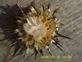خارشیر , خار مریم , عکوب , حرشف بری , milk thistle, blessed milk thistle, Marian Thistle, Mary Thist